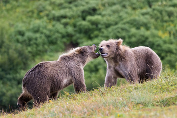 Bear cubs fighting