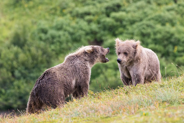 Bear cubs fighting