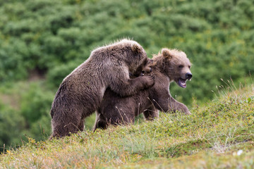 Bear cubs fighting