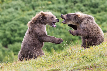 Bear cubs fighting