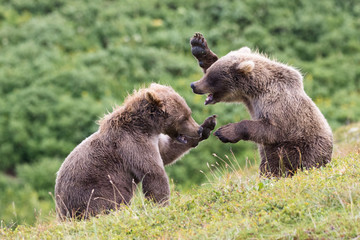 Bear cubs fighting