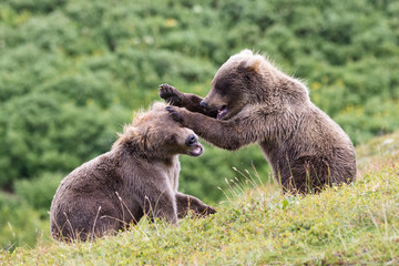 Fototapeta premium Bear cubs fighting