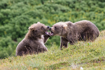 Bear cubs fighting