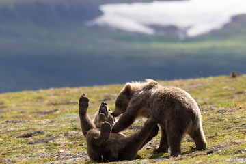 Bear cubs fighting