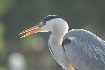 Grey Heron (Ardea cinerea) 