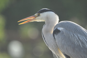 Grey Heron (Ardea cinerea) 