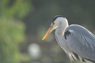 Grey Heron (Ardea cinerea) 