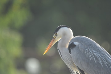 Fototapeta premium Grey Heron (Ardea cinerea) 