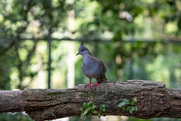 crested pigeon