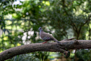 crested pigeon