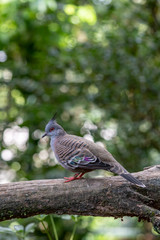 crested pigeon
