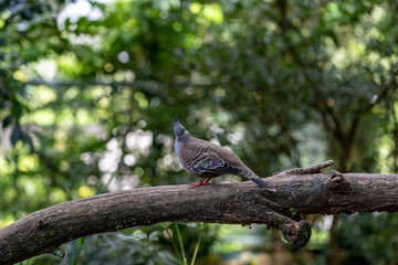 crested pigeon