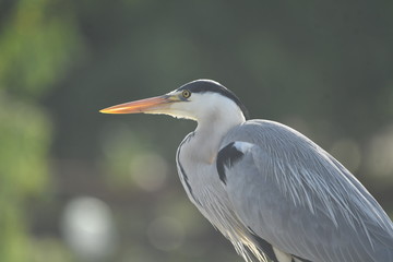 Fototapeta premium Grey Heron (Ardea cinerea) 