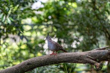 crested pigeon