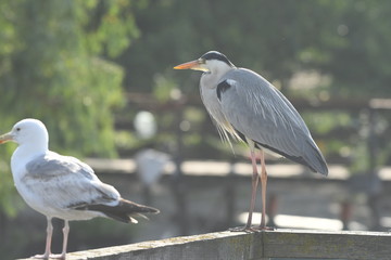 Grey Heron (Ardea cinerea) 