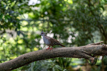 crested pigeon