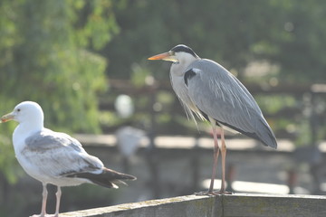 Obraz premium Grey Heron (Ardea cinerea) 