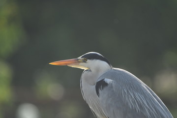 Grey Heron (Ardea cinerea) 