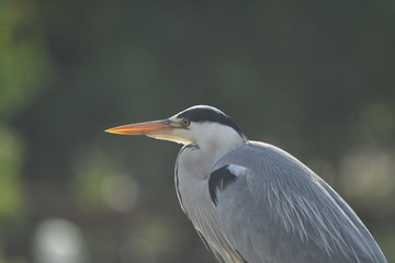 Grey Heron (Ardea cinerea) 