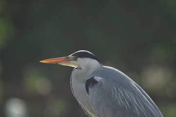 Grey Heron (Ardea cinerea) 