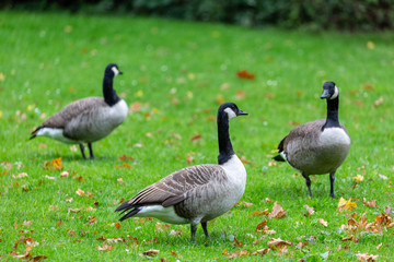 Canadian geese on grass field