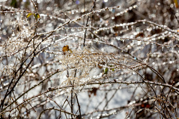 Ice coating dead wildflowers in Valley Falls Park, Connecticut.