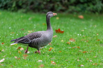 Goose on grass field