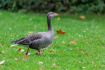 Naklejka na ściany i meble Goose on grass field