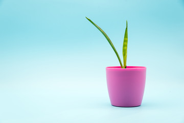 single plant in a pot with blue background