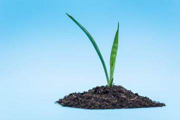 isolated plant and soil with blue background