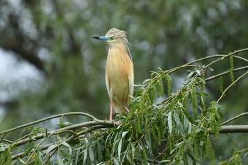 Squacco Heron (Ardeola ralloides) 
