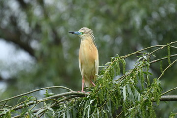 Squacco Heron (Ardeola ralloides) 