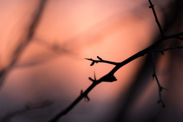 Fototapeta na wymiar branch during a wintery sunset