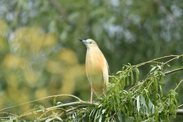 Squacco Heron (Ardeola ralloides) 