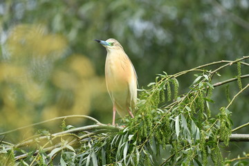 Squacco Heron (Ardeola ralloides) 