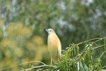 Squacco Heron (Ardeola ralloides) 