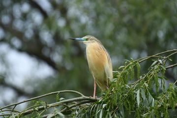 Squacco Heron (Ardeola ralloides) 