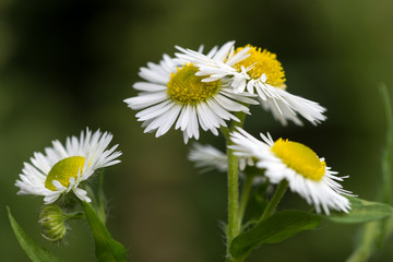 Obraz premium couple of daisies close up