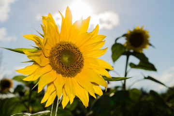 Fototapeta premium blooming sunflower in the sun