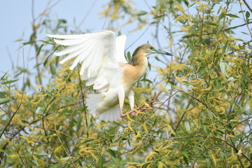 Squacco Heron (Ardeola ralloides) 