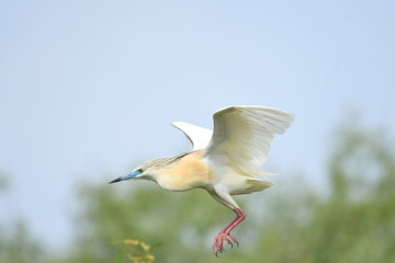 Squacco Heron (Ardeola ralloides) 