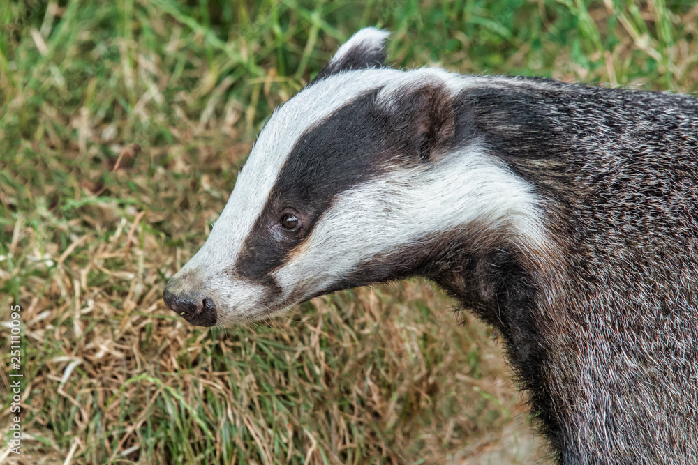 Poster close up profile portrait of a badger taken in daylight, showing just the head and shoulders it face