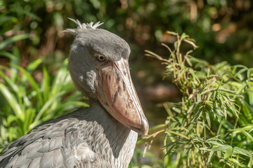 Obraz premium African Shoebill, Balaeniceps rex, also known as Whalehead or Shoe-billed Stork