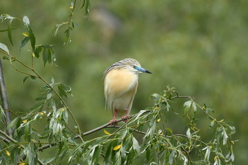 Squacco Heron (Ardeola ralloides) 