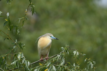 Squacco Heron (Ardeola ralloides) 