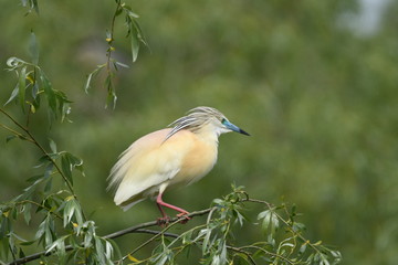 Squacco Heron (Ardeola ralloides) 