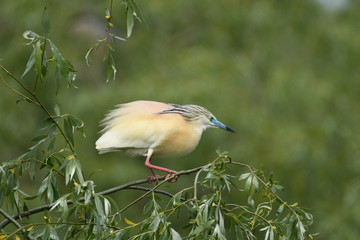 Squacco Heron (Ardeola ralloides) 