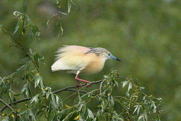 Squacco Heron (Ardeola ralloides) 