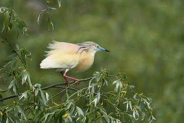 Squacco Heron (Ardeola ralloides) 