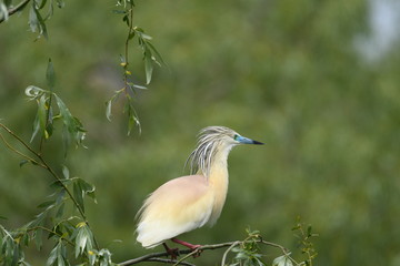 Squacco Heron (Ardeola ralloides) 
